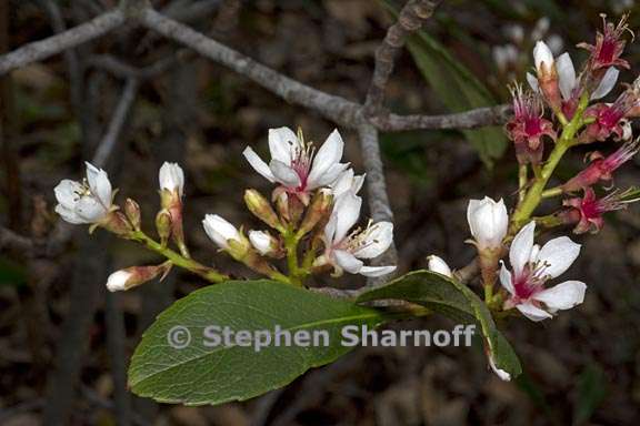 raphiolepis indica 2 graphic